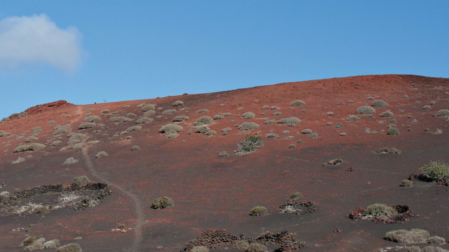 rote Lapillifelder mit zaghaftem Pflanzenbewuchs auf Lanzarote