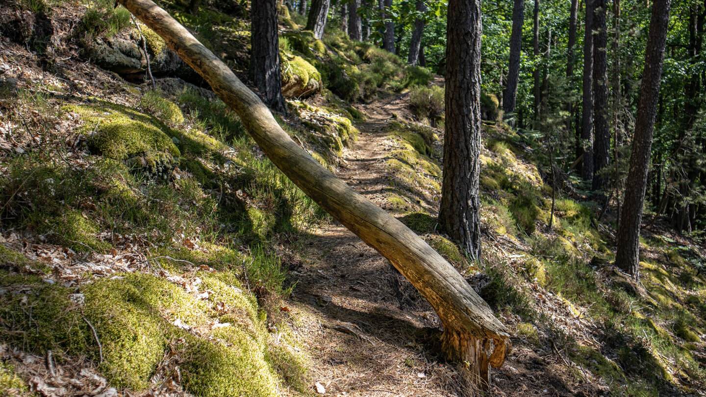 Idyllisch schlängelt sich der Pfad hinauf zur Gipfelkuppe des Eichelberg.