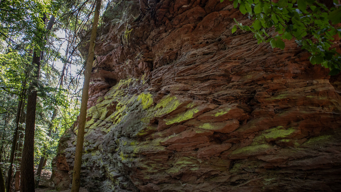 Gelb leuchtende Flechten überziehen das Gestein am Eichelbergturm.