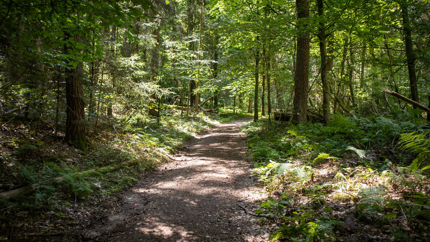 Der Wanderweg führt durch schattigen Wald am Eichelberg.
