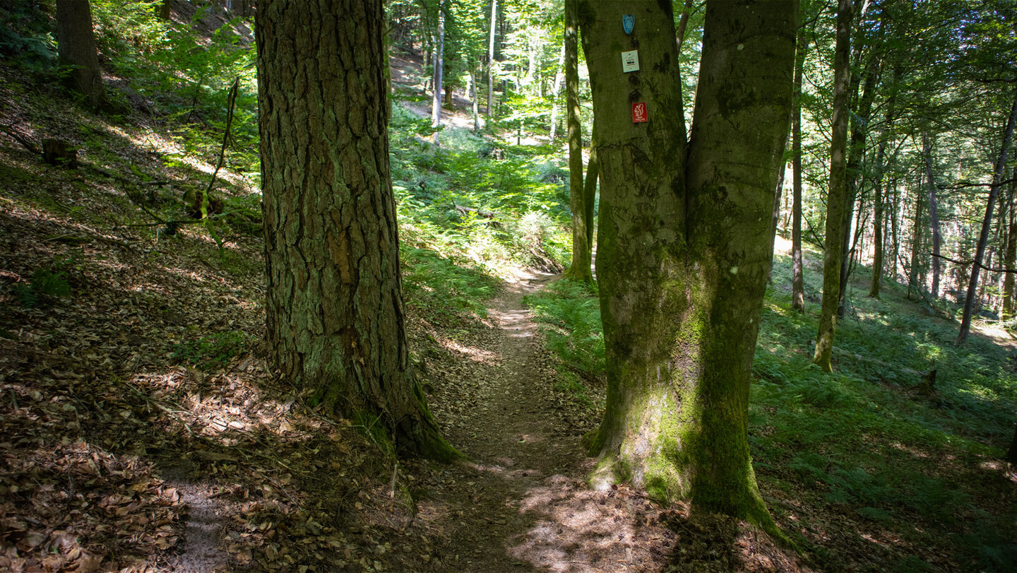 Rückweg über den Walderlebnispfad.