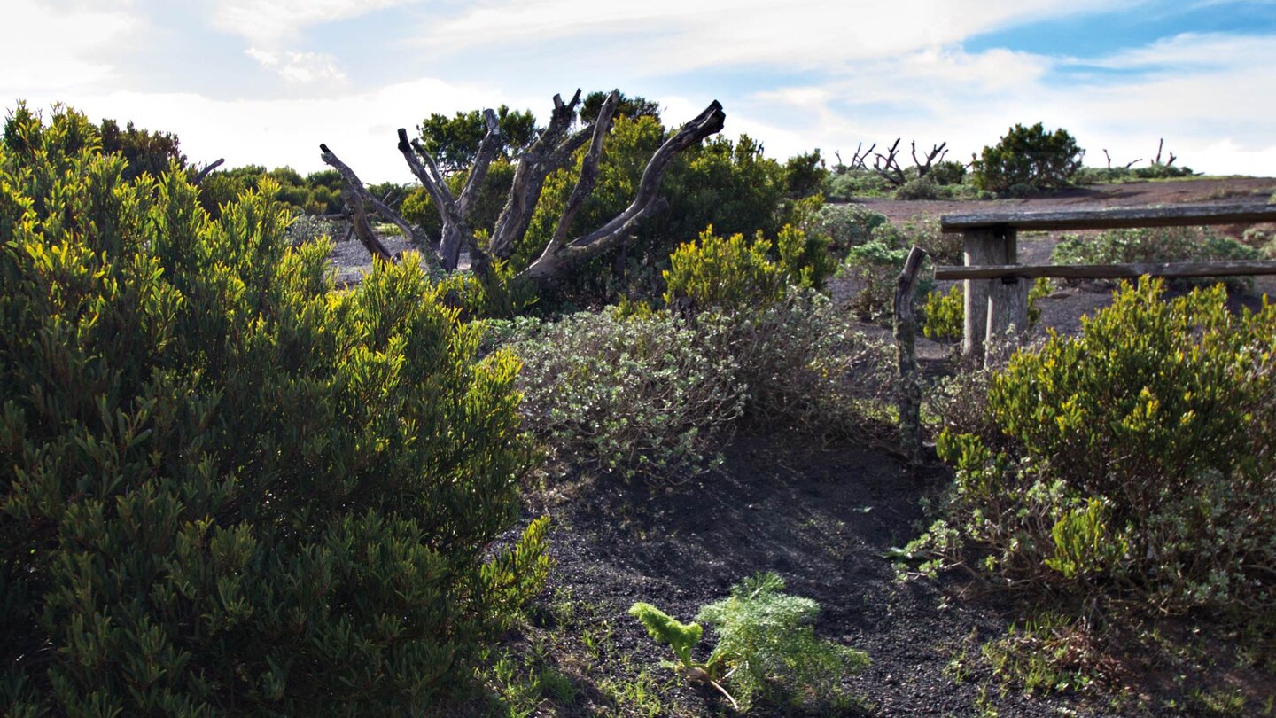 am Mirador de Bosquecillo auf Lanzarote gibt es auch Picknickplätze für die Besucher Picknickplätze am Mirador de Bosquecillo
