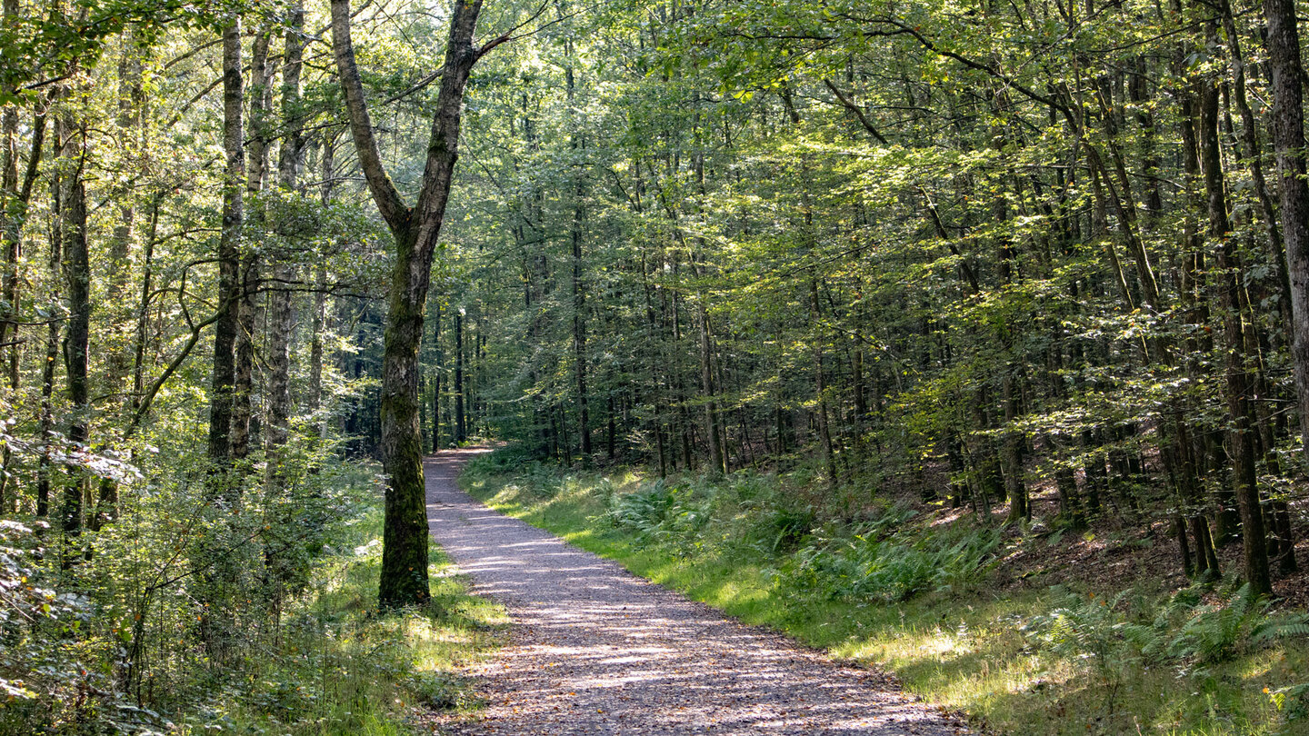 Wanderung auf einem breiten Forstweg durch den Laubwald