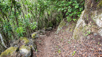 Wanderpfad durch Lorbeerwald zwischen Roque del Faro und El Tablado