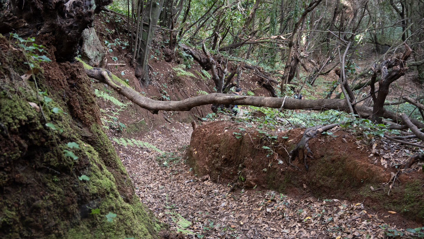 Wanderroute durch Lorbeerwald nach El Tablado