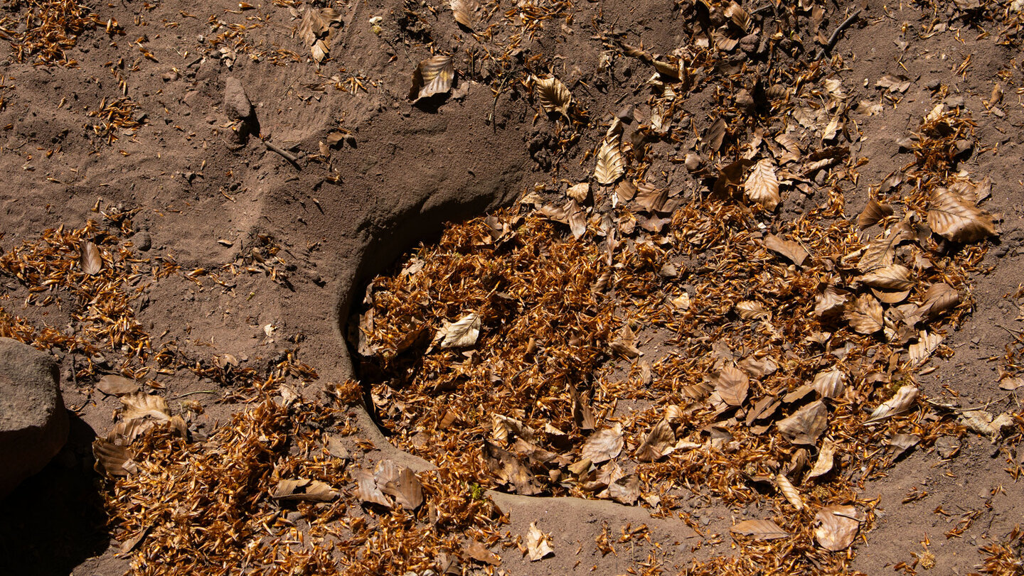 leicht zu übersehen – der Hasenteller