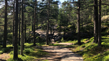 Pfad zur Alm Nykkjesøy