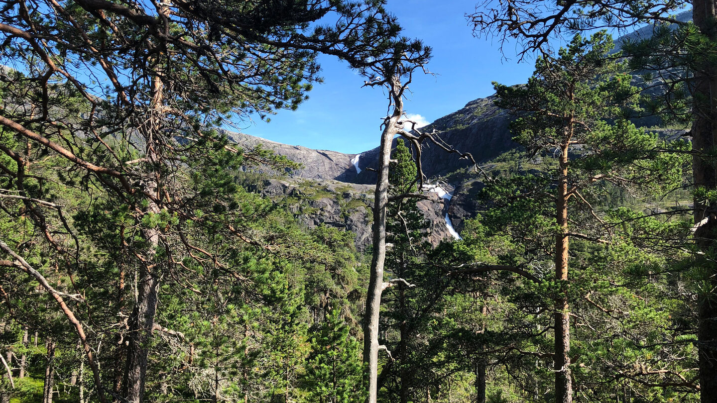durch die Kiefern sieht man auf den Søtefossen und Nykkjesøyfossen