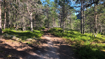 Waldwege entlang des Kinso