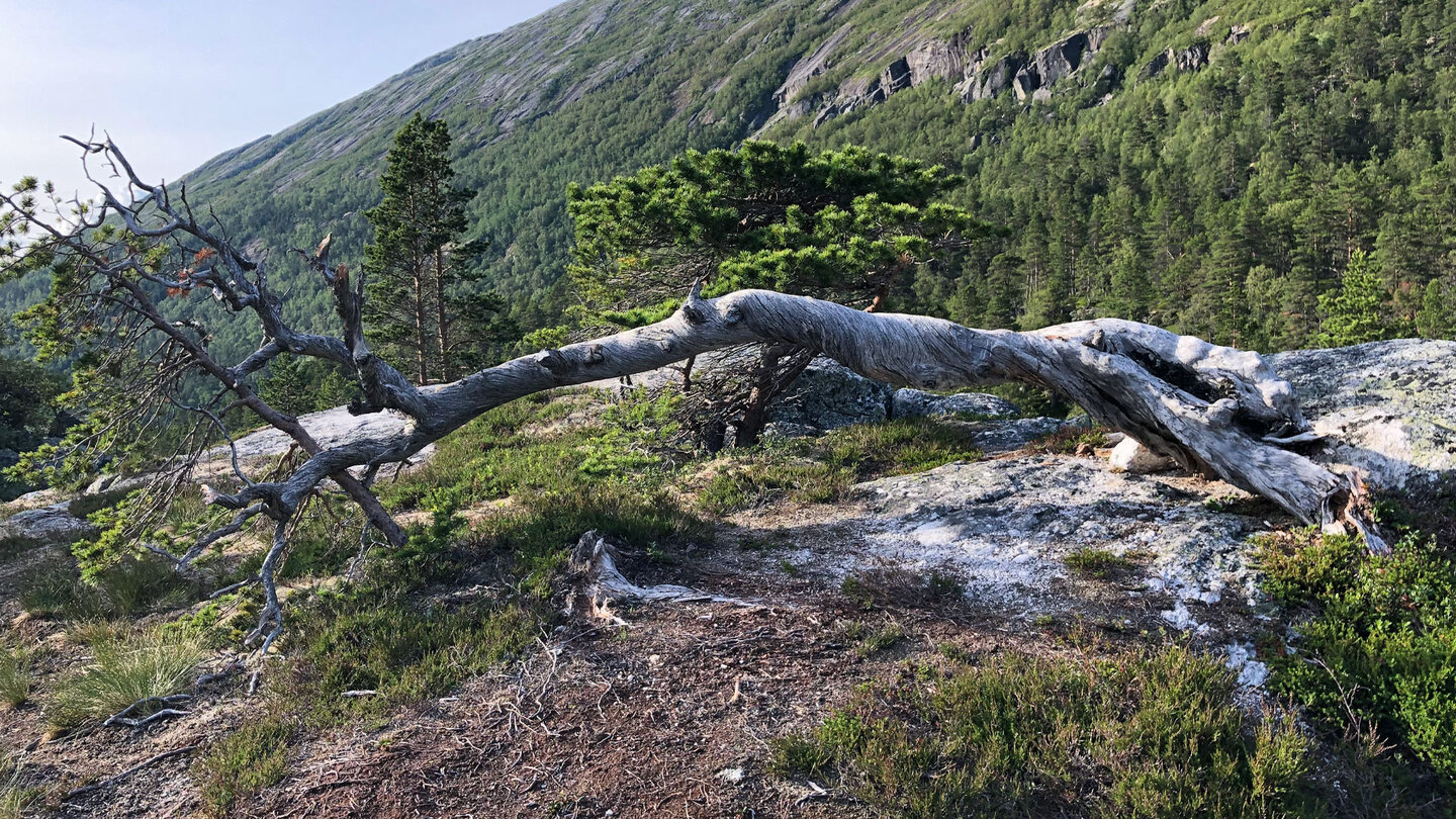 Baum am Wegesrand