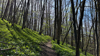 Waldpfad am Simmelsberg