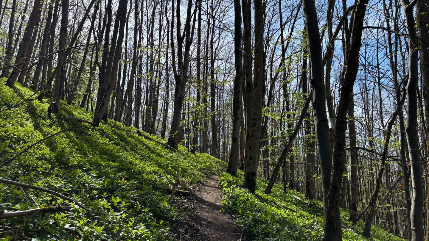 Waldpfad am Simmelsberg