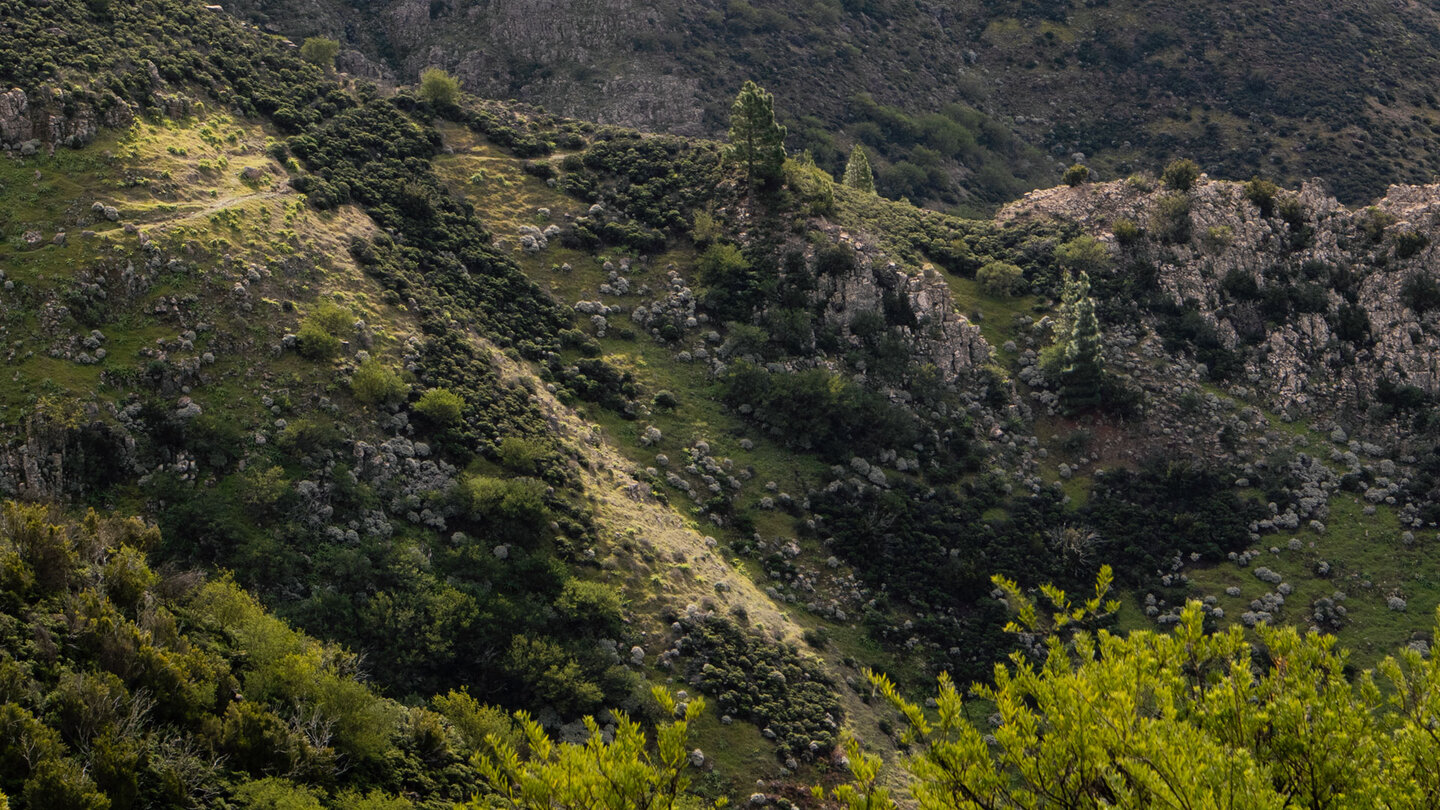 grüner Bergrücken oberhalb der Masca-Schlucht