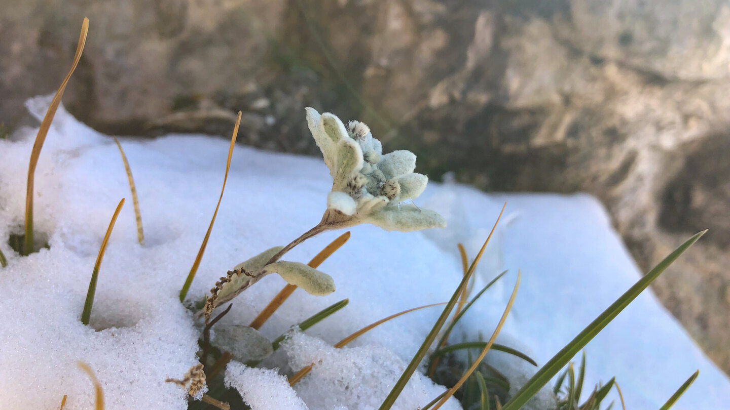 die lokale Flore kämpft noch gegen den ersten Schnee im September lokale Flore kämpft noch gegen den ersten Schnee