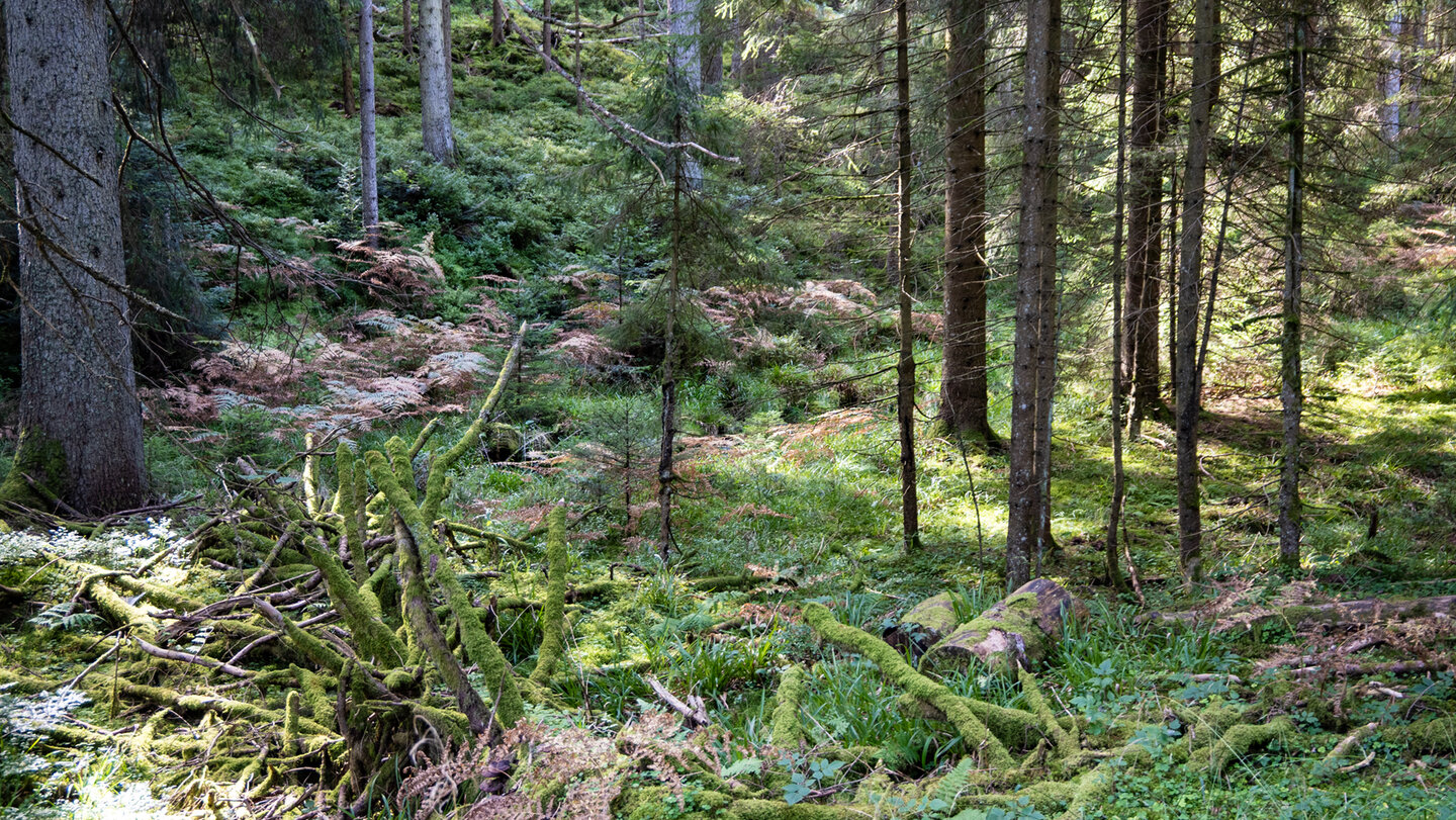 Bannwald im Natur- und Waldschutzgebiet Kaltenbronn