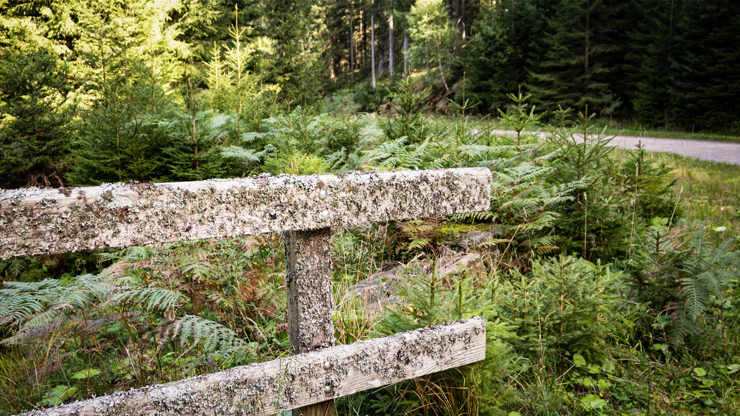 Wanderung beim Wildseemoor
