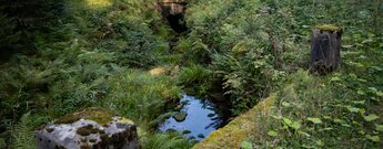 Wanderweg am Seegraben bei Kaltenbronn