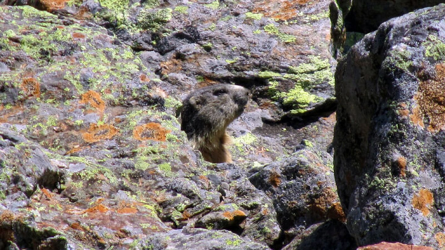 Murmeltier in den Ötztaler Alpen