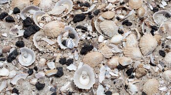von Möven angesammelte Muscheln an der Punta Junquillo
