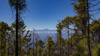 Blick durch den Kiefernwald zur Nachbarinsel Teneriffa