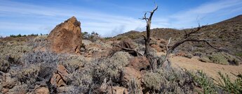 Wanderweg durch die Buschvegetation im Teide Nationalpark