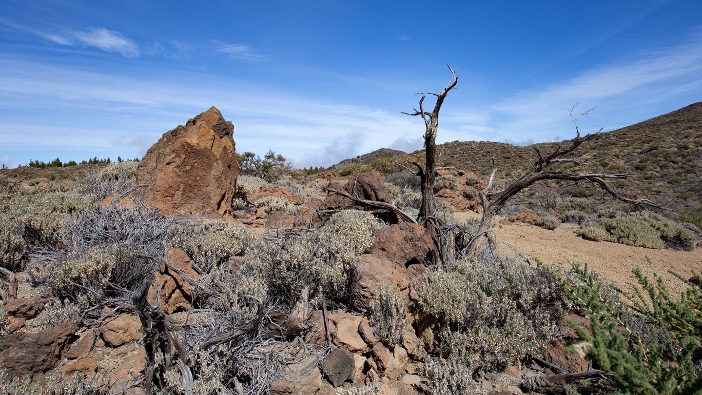 Wanderweg durch die Buschvegetation im Teide Nationalpark