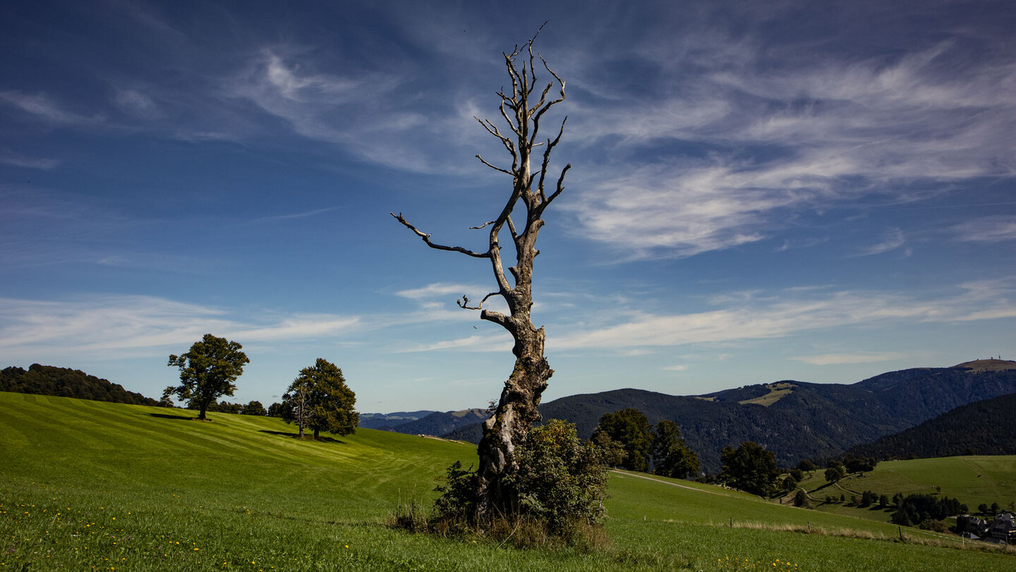 abgestorbener Baum auf einer Kuhweide am Schauinsland im Schwarzwald