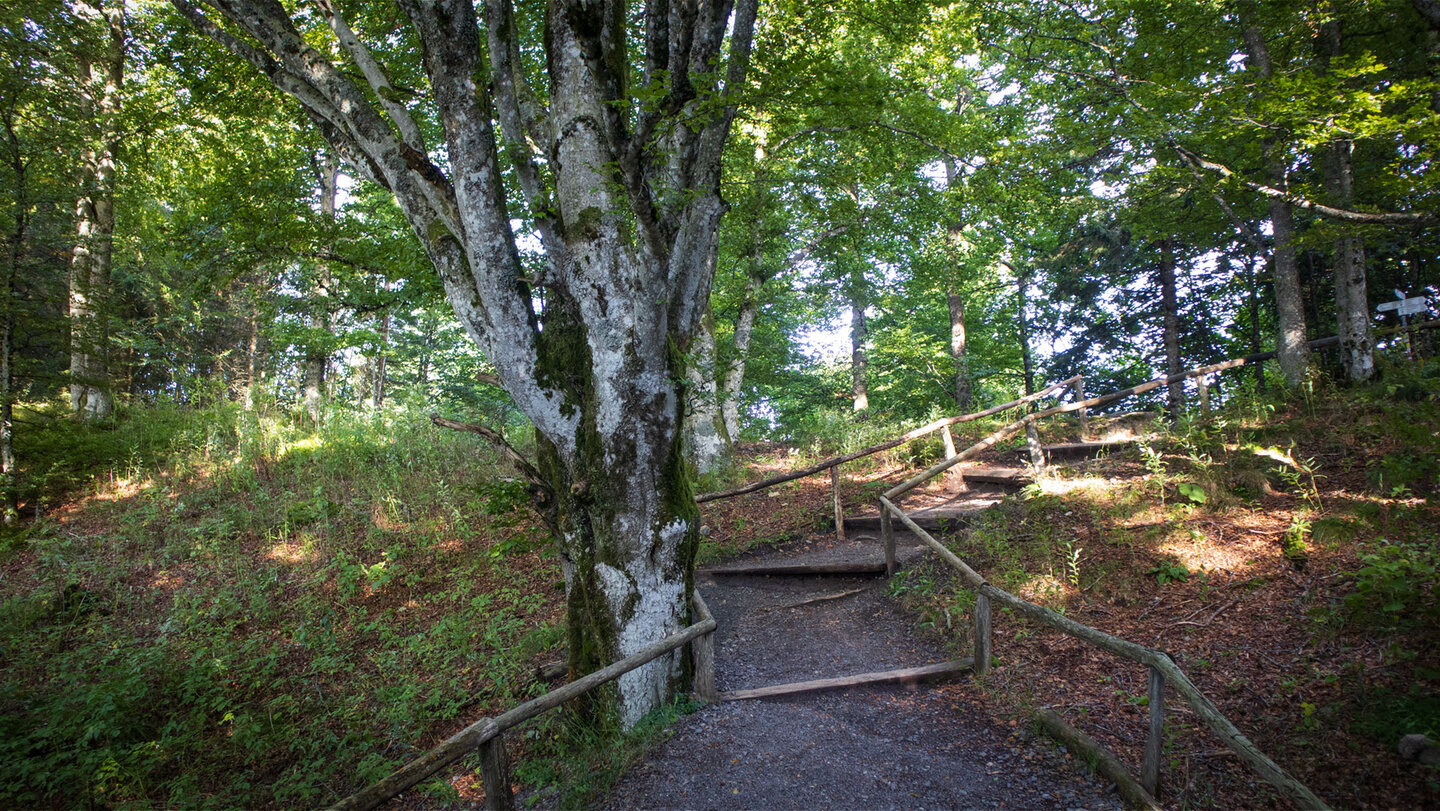 der Weg zum Schauinslandgipfel führt durch einen Buchenwald