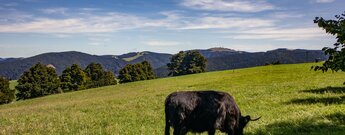 Hochlandrind auf einer Weide beim Schauinsland