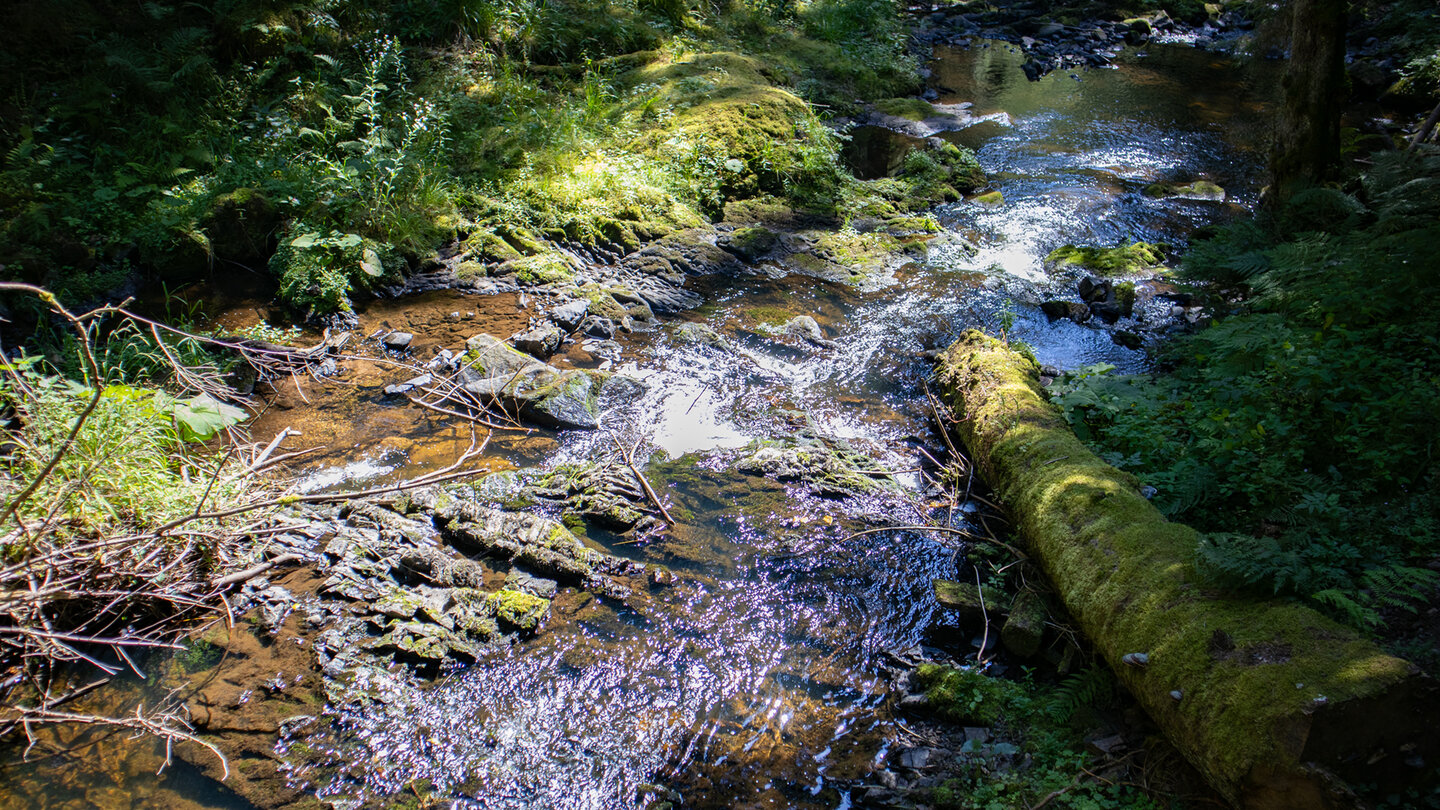 der Bachlauf des Röthenbach