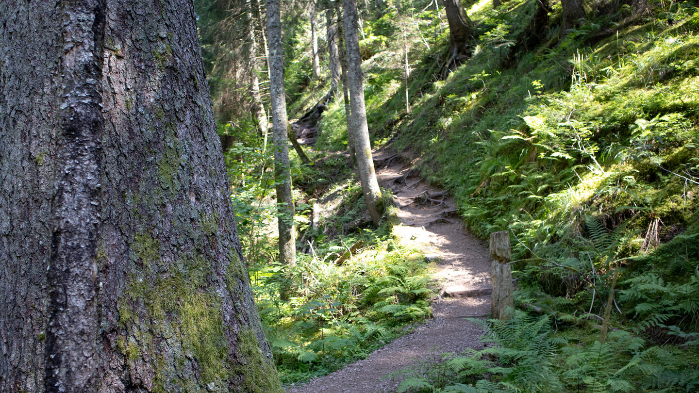 Wanderpfad in der Rötenbachschlucht