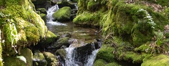 Wanderung entlang des Gottschlägbachs ein Ottenhöfen