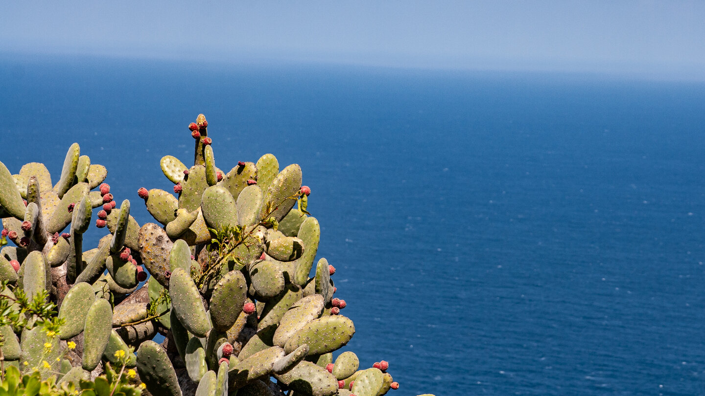 Feigenkakteen vor dem tiefblauen Atlantik