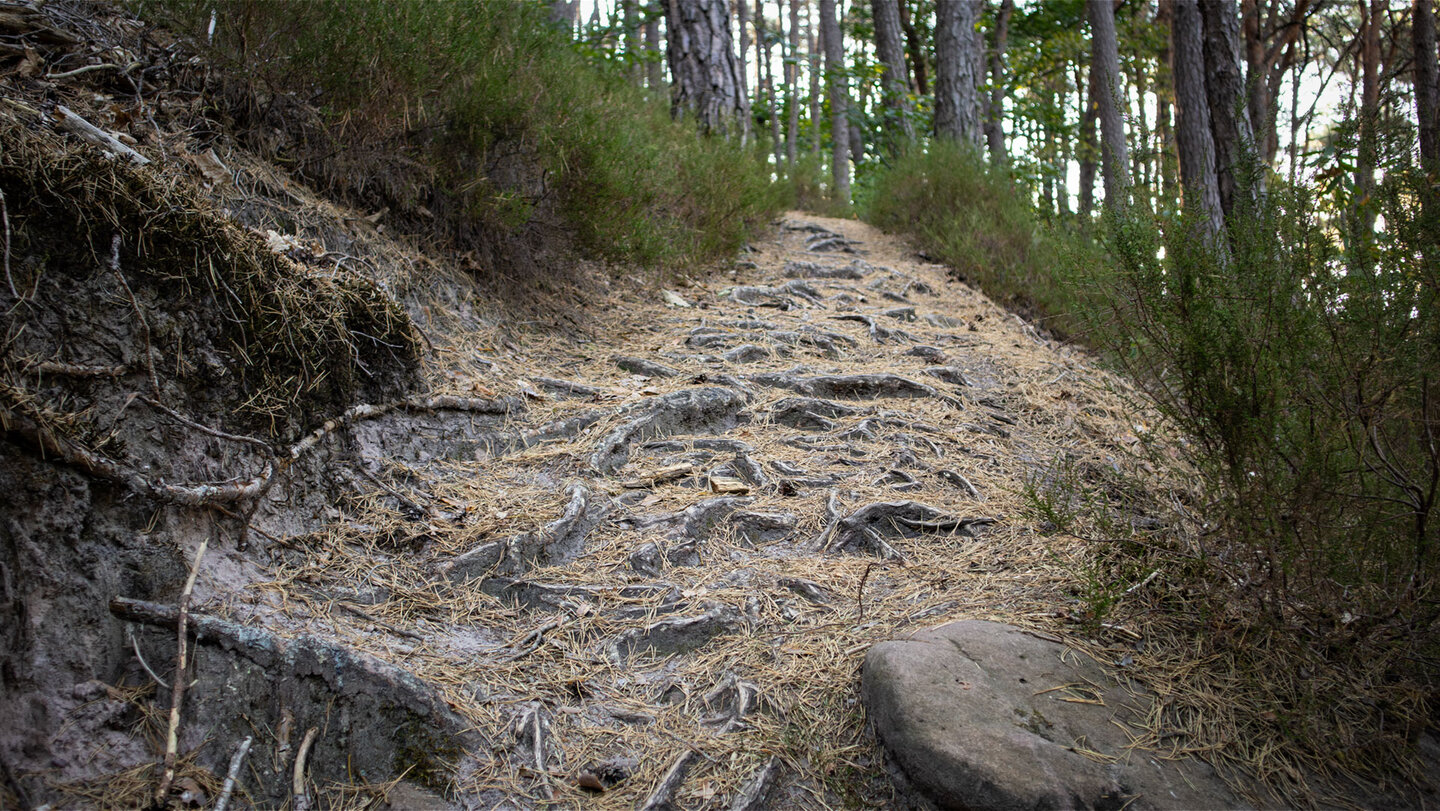 Über Wurzeln und Nadeln: Naturbelassener Pfad auf dem Nesselberg