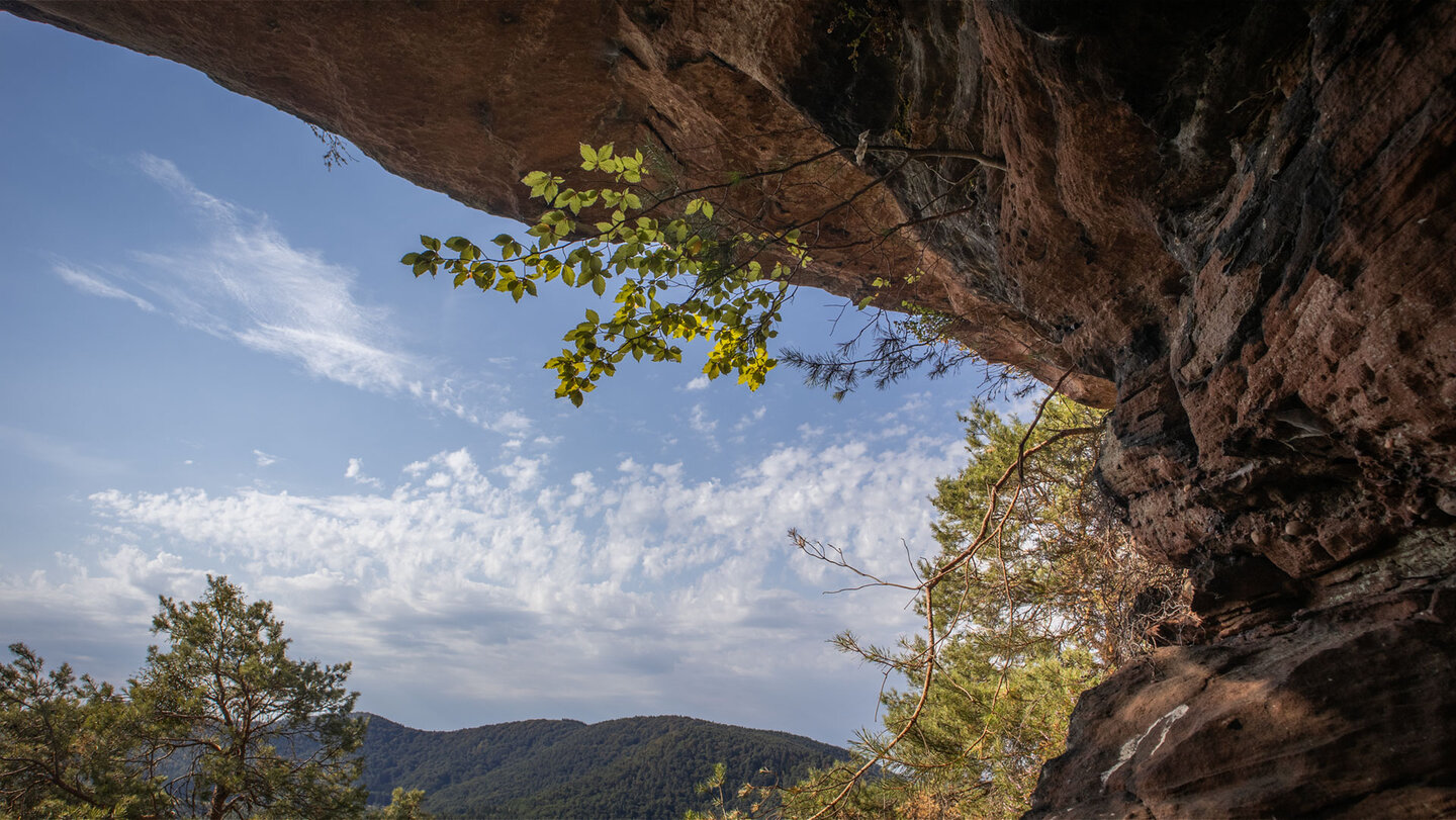 Unter der Abrisskante der Nesselbergfelsen: Blick vom Felsüberhang ins Wasgau