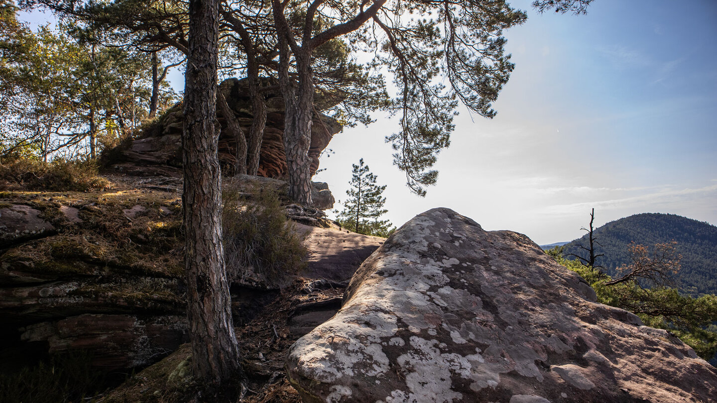 Auf den Nesselbergfelsen – Buntsandstein und Kiefern über dem Wasgau.