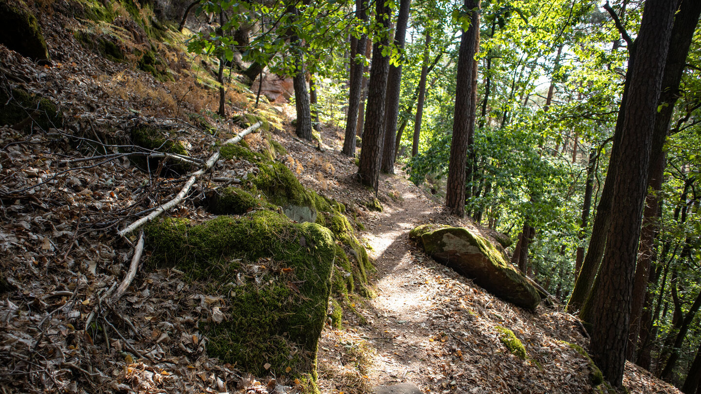 Naturbelassener Wanderweg am Nesselberg – moosige Steine säumen den Abstieg