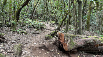 malerischer Wanderweg durch den Lorbeerwald des Nationalpark Garajonay