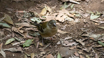 Buchfink Weibchen im Lorbeerwald