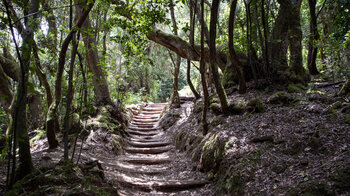 Wanderweg über Holzstufen im Barranco del Cedro