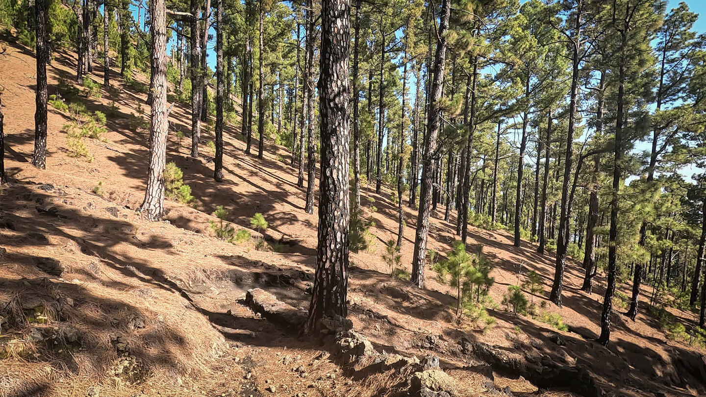 GR 130 im Kiefernwald bei Fuencaliente