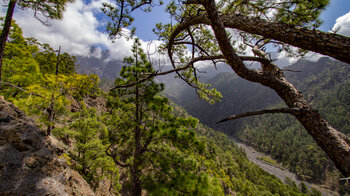 der Wanderweg offenbart Tiefblicke aufs Bachbett des Rio Taburiente