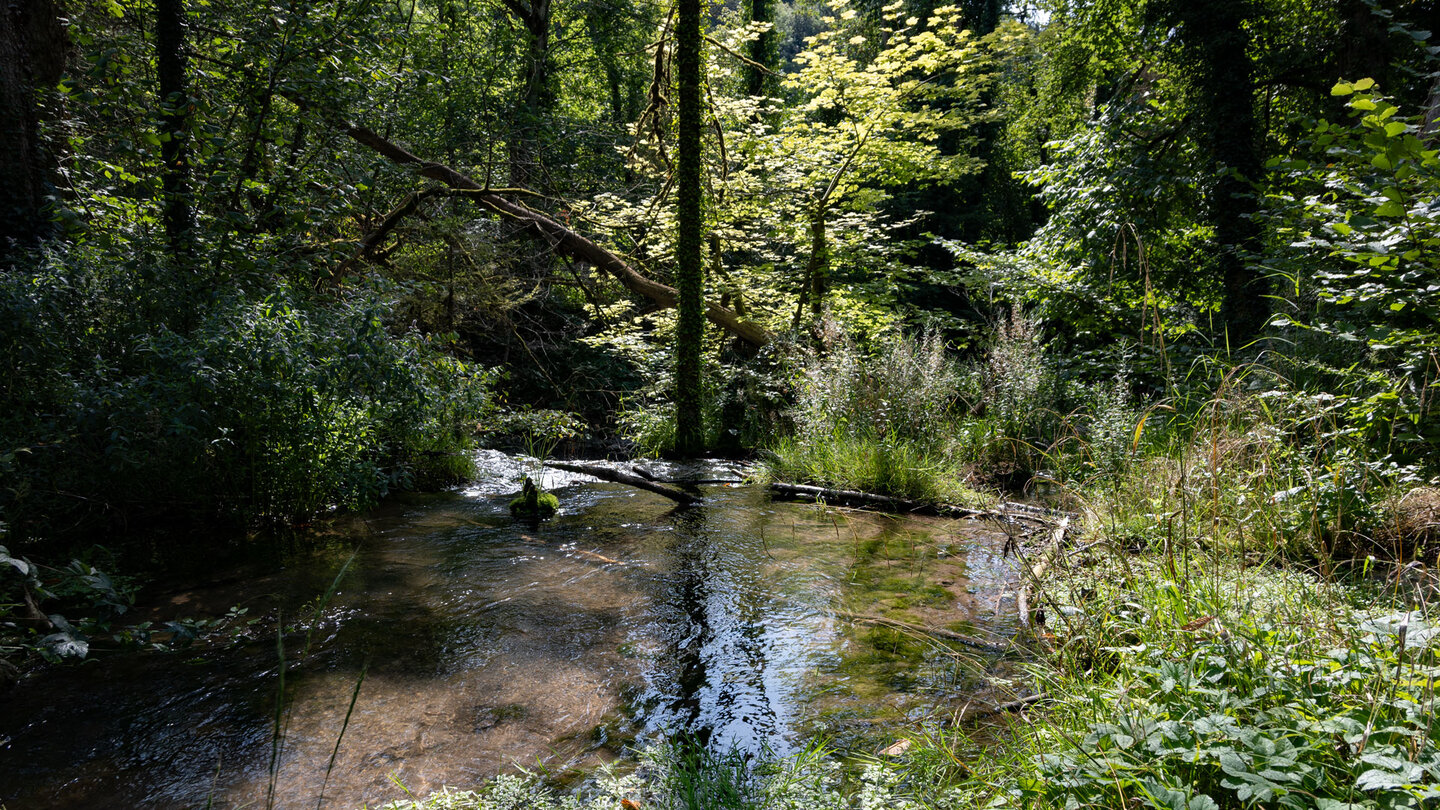 Flusslandschaft der Wutach