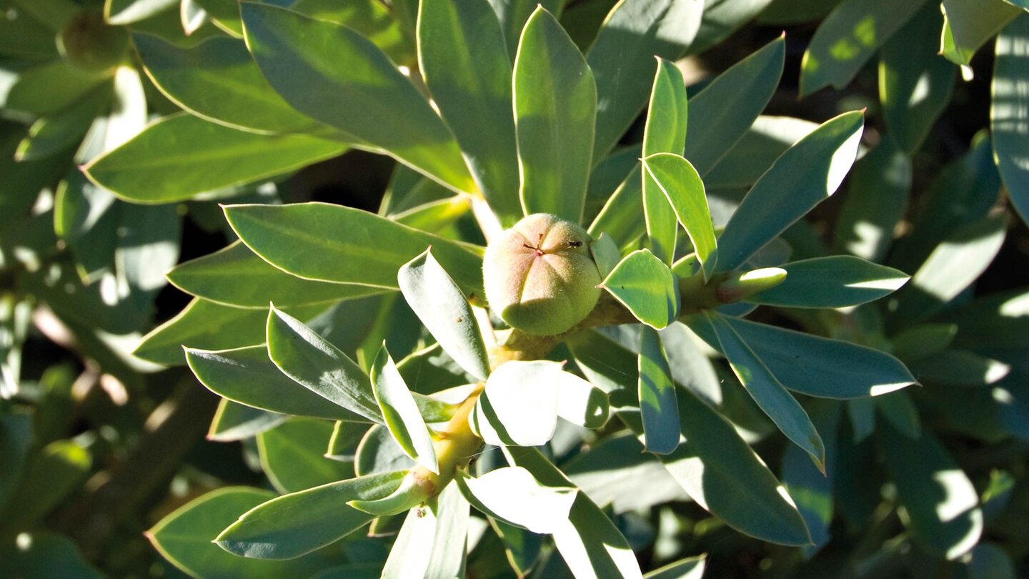 Balsam-Wolfsmilch ist auch eines der häufigen Gewächse am Monte Corona in der Gemeinde Haría