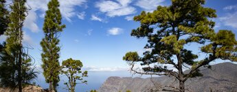 Blick zum Roque Faneque vom Höhenrücken