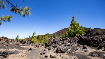 Wanderweg 32 Abeque führt durch die Vulkanlandschaft des westlichen Teide Nationalparks