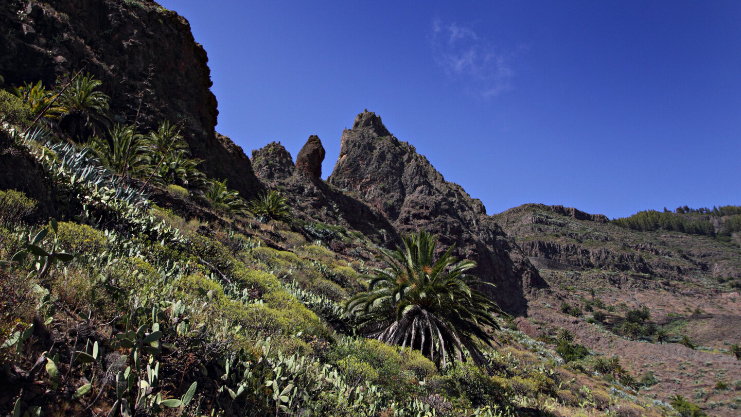 die Vegetation an teils bizarren Felsen beim Aussichtspunkt Mirador del Erque auf La Gomera