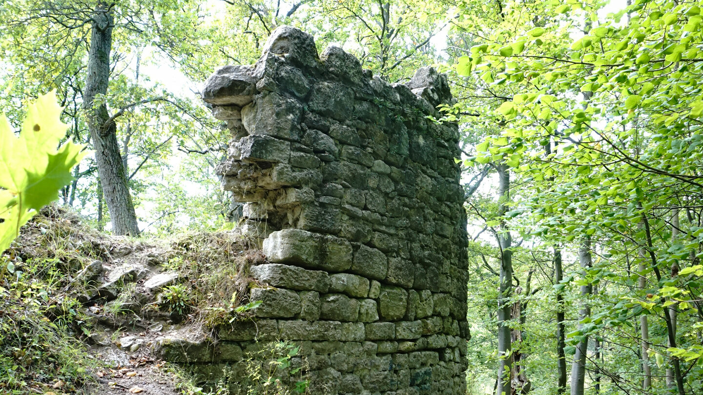 im Wald steht die Ruine Habichtsburg