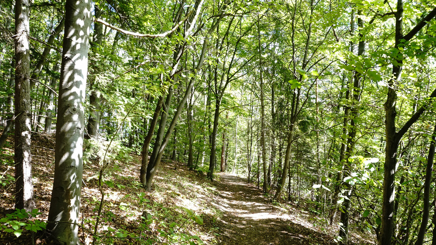 Waldweg auf der Extratour Der Meininger