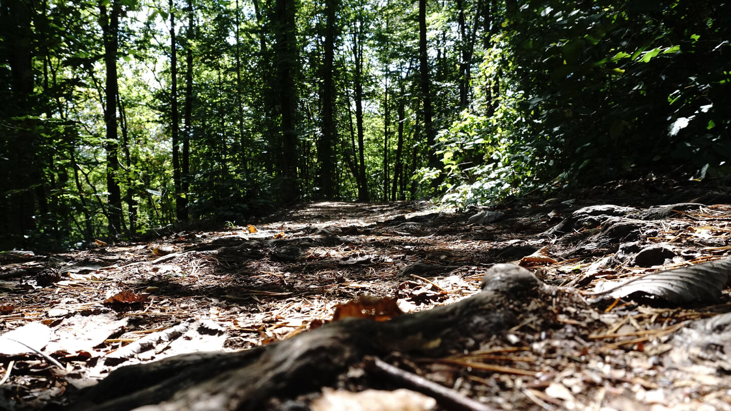 Wurzeln auf dem Wanderweg